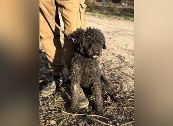 Felda - Sucht ihr Zuhause für immer!