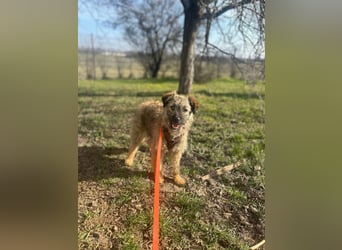 HEARTY, zuckersüßes Spielkind, 1 Jahr, 41 cm, Mischlingsmädchen, Tierschutz Rumänien