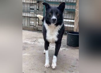 ⭐️COBI⭐️, Rüde, 7,5 Jahre, 50 cm, Mischling, Tierschutz