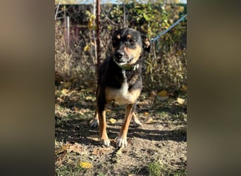 Hugi sucht einen Wegbegleiter