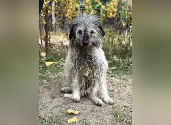 Vileda - dringend Gnadenplatz gesucht!!