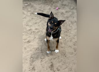 Hugi sucht einen Wegbegleiter