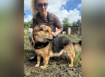 Rubina sucht ihren Menschen