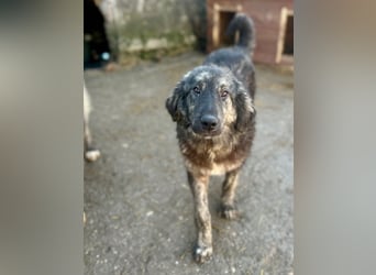 ⭐️HALLY⭐️, Hündin, 10 Monate, 40 cm, Mischling, Tierschutz