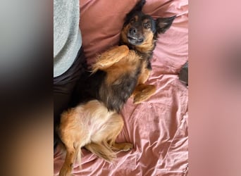 BRYNJA, sensible Angsthündin, 4 Jahre, 42 cm, Mischling, Tierschutz, 48301 Nottuln