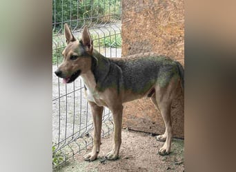 ⭐️ORFI⭐️, reizender Hundejunge, 2 Jahre, 42 cm, Mischling, Tierschutz Rumänien