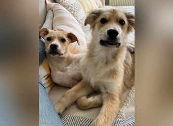 KORBEL, schlauer Schatz, 5 Monate, 41 cm, Mischlingsjunge, Pflegestelle 51503, Tierschutz Rumänien