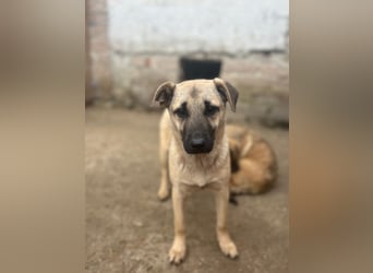 ⭐️Phillis⭐️, aufgeweckte Welpenmaus, Hündin, 8 Monate, 39 cm, Mischling, Tierschutz Rumänien