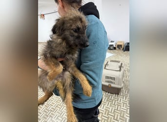 ⭐️Hearty⭐️, Herzensbrecherin, Hündin, 11 Monate, 38 cm, Mischling, Tierschutz