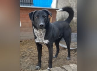 ⭐️SMOKY⭐️, sportlicher Rüde, 1 Jahr, 46 cm, Mischling, Tierschutz
