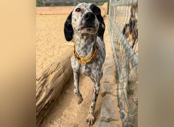 Zauberhafte Dotti wartet auf unserem Tierschutzhof in Portugal auf dich!