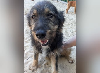 Menschenbezogener Benno wartet in Portugal auf seine Menschen!