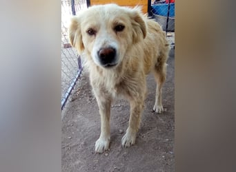 FINCHEN, Herz aus Gold, 5 Jahre, 45 cm, Mischlingshündin, Tierschutz Rumänien