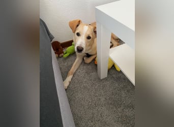 NURIAN, schüchterner Mischlingsjunge, 8 Monate, 45 cm, Pflegestelle 51503, Tierschutz Rumänien