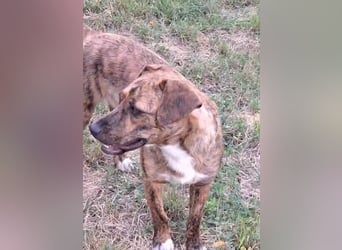 Jessy 50cm, möchte Rumänien schnell verlassen