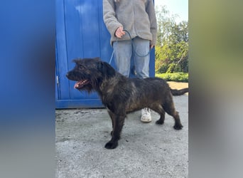 Szálka bittet um Streicheleinheiten