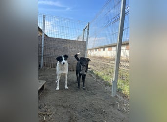 ⭐️SNOW⭐️, Herzensbrecher, Rüde, 1 Jahr, 46cm, Mischling, Tierschutz