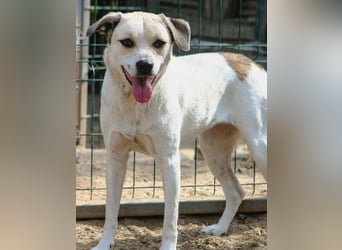 ⭐️CINDY⭐️, Hündin, 7,5 Jahre, 50 cm, Mischling, Tierschutz