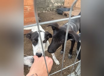 ⭐️SMOKY⭐️, sportlicher Rüde, 1 Jahr, 46 cm, Mischling, Tierschutz