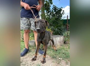 Valentino sucht sein Glück