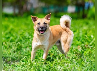 Schüchterner Punsch sucht seine Familie