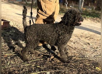 Felda - Sucht ihr Zuhause für immer!