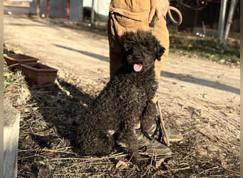 Felda - Sucht ihr Zuhause für immer!