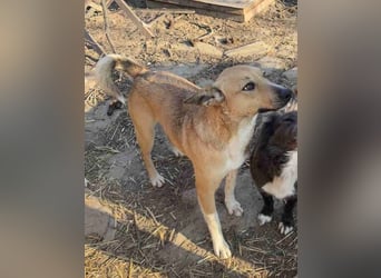 ⭐️Kimba⭐️, Frechdachs, Hündin, 3 Jahre, 45 cm, Mischling, Tierschutz