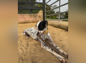 Zauberhafte Dotti wartet auf unserem Tierschutzhof in Portugal auf dich!