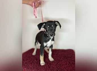 Cora sucht ihr kleines Glück