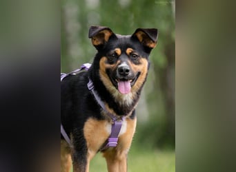 Kluge Lusha sucht perfektes Zuhause