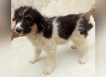 SARINA, Schmuse-Welpin, 3 Monate, 28 cm, Mischlingsmädchen, Tierschutz Rumänien