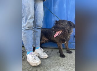 Szálka, zauberhafter junger Rüde