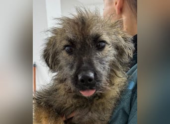 ⭐️Hearty⭐️, Herzensbrecherin, Hündin, 11 Monate, 38 cm, Mischling, Tierschutz