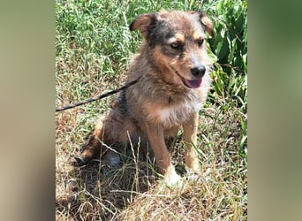 Gina lebt seit 5 Jahren in einem Rumänischen Tierheim.....