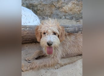 Zauberhafte Fritzi wartet auf unserem Tierschutzhof in Portugal!