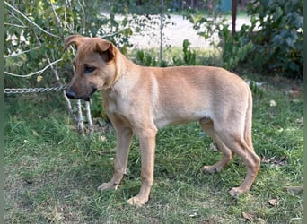 Vitold sucht sein Körbchen