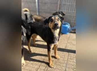 ⭐️EDO⭐️, Rüde, 1 Jahr, 50 cm, Mischling, Tierschutz