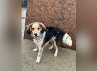 ⭐️HENRY⭐️, Rüde, 1 Jahr, 40 cm, Mischling, Tierschutz