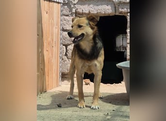 ⭐️SAGO⭐️, Rüde, 2,5 Jahre, 45 cm, Mischling, Tierschutz