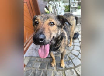 XORO, charmanter Goldschatz, 1,5 Jahre, 50 cm, Mischling, Tierschutz, Pflegestelle Hennef