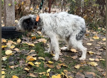 Vileda - dringend Gnadenplatz gesucht!!