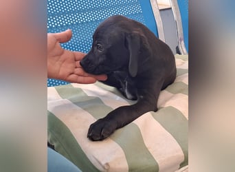 Harpo ist bald bereit für sein Für-immer-Zuhause