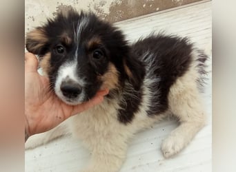 SARINA, Schmuse-Welpin, 3 Monate, 28 cm, Mischlingsmädchen, Tierschutz Rumänien