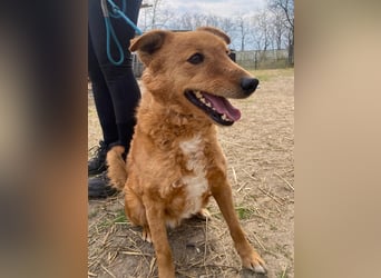 Kajla wartet auf sein Happy End