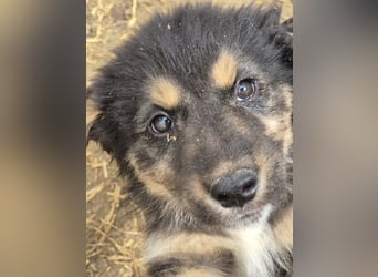 SALVA, kleine Entdeckerin, 3 Monate, 28 cm, Mischlingsmädchen, Tierschutz Rumänien