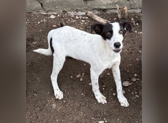 ⭐️SNOW⭐️, Herzensbrecher, Rüde, 1 Jahr, 46cm, Mischling, Tierschutz