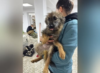 ⭐️Hearty⭐️, Herzensbrecherin, Hündin, 11 Monate, 38 cm, Mischling, Tierschutz