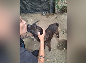 ⭐️ZANA⭐️, tapfere Mami, 8 Jahre, 45 cm, Mischling, Tierschutz Rumänien