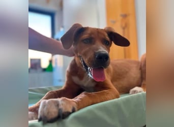 Scooby - der kleine Charmeur mit den eisblauen Augen sucht sein Zuhause!